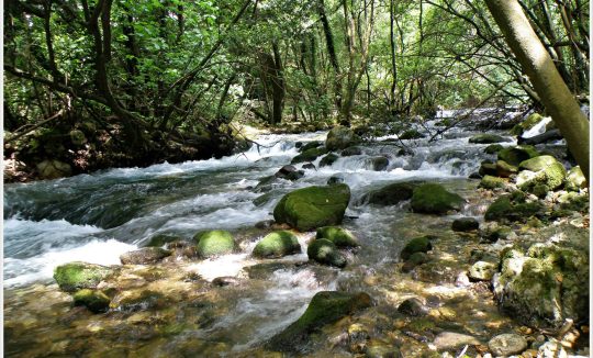 LJUTA1_KARMEN DIKLIĆ ZOROVIĆ_TZOK (2)