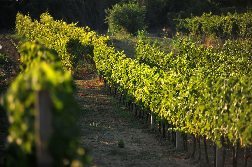 VINOGRAD1_TOMISLAV BRANDT_TZOK