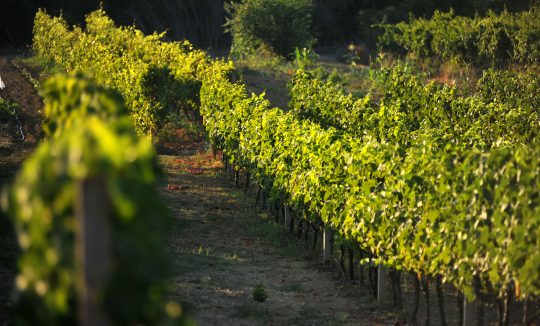 VINOGRAD1_TOMISLAV BRANDT_TZOK