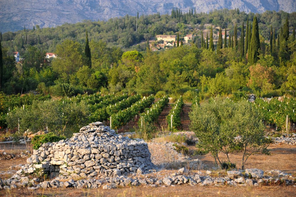 VINOGRAD_TOMISLAV BRANDT_TZOK