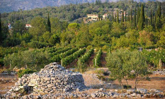 VINOGRAD_TOMISLAV BRANDT_TZOK